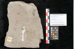 Foto (Objekt + Etikett) von Tetraclinis brachyodon (Brongniart) Mai et Walther (NHMW-GEO-2024-0188-11424)